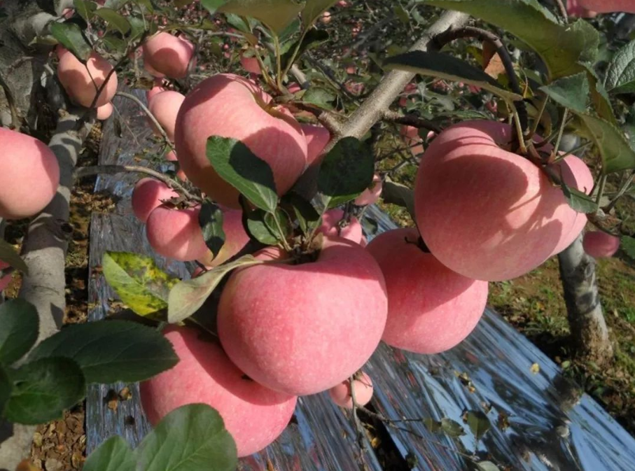 農產品配送公司為您報道:來自陜西千陽蘋果的故事