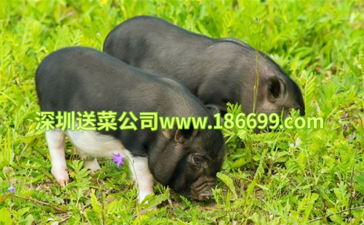 深圳送菜公司分享：冬季養豬增肥秘籍