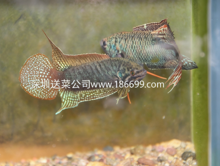 東莞生鮮食材配送中心暢談:生存能力最強(qiáng)的淡水魚