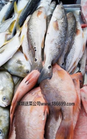 惠州農(nóng)產(chǎn)品配送?中心與您分享:淡水魚和海魚的營養(yǎng)差別!