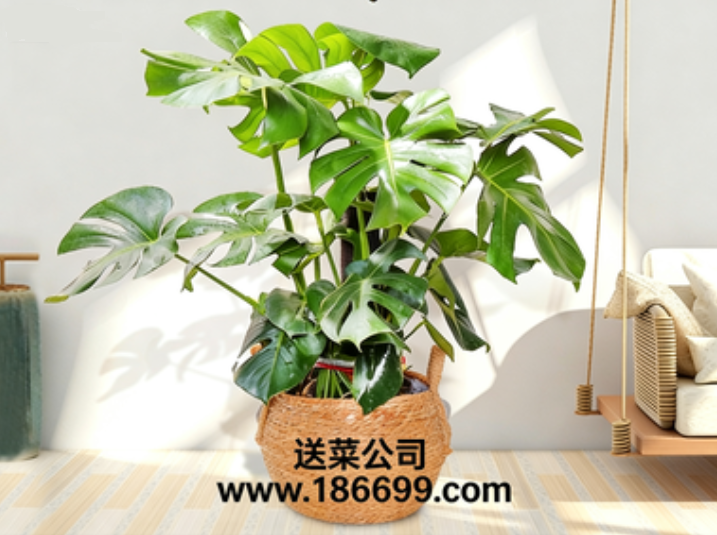 東莞蔬菜批發(fā)部與您分享:室內(nèi)盆栽頂流“龜背竹”