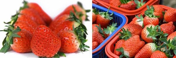 1760176956.jpg tupian_caomei4.jpg