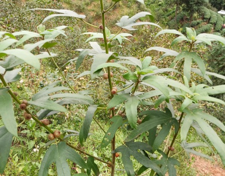 五指毛桃與斷腸草:一場關乎生死的鑒別